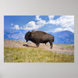 Posing Bison Bull, Hayden Valley, Gelbstein Poster