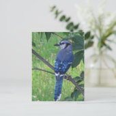 Posing Blue Jay Postkarte (Stehend Vorderseite)