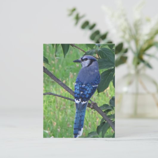 Posing Blue Jay Postkarte (Stehend Vorderseite)
