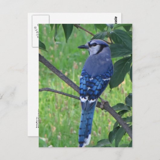 Posing Blue Jay Postkarte (Vorne/Hinten)