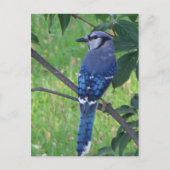 Posing Blue Jay Postkarte (Vorderseite)
