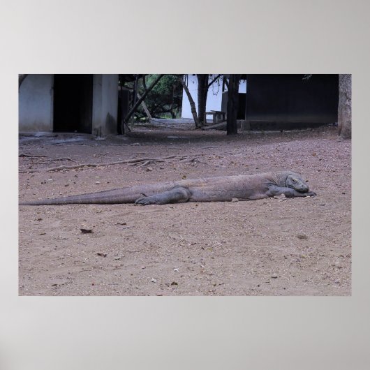 Posing Dragon Poster (Vorne)