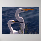 Posing Egrets Poster (Vorne)