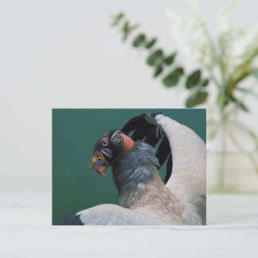 Posing-Geier Postkarte (Stehend Vorderseite)