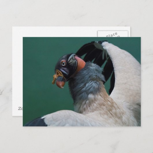 Posing-Geier Postkarte (Vorne/Hinten)