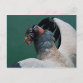 Posing-Geier Postkarte (Vorderseite)