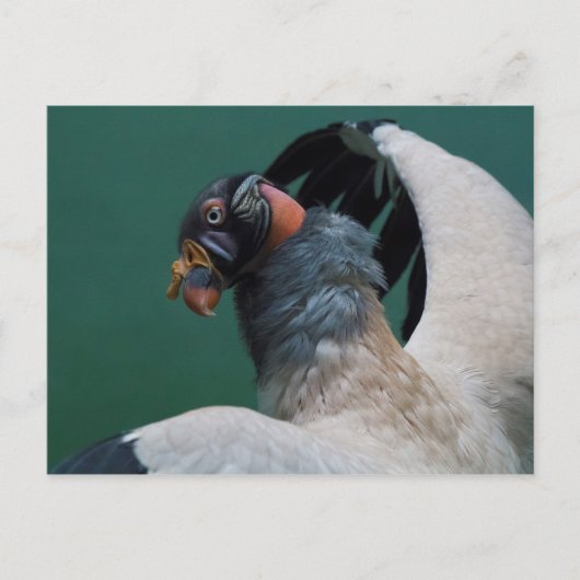 Posing-Geier Postkarte (Vorderseite)