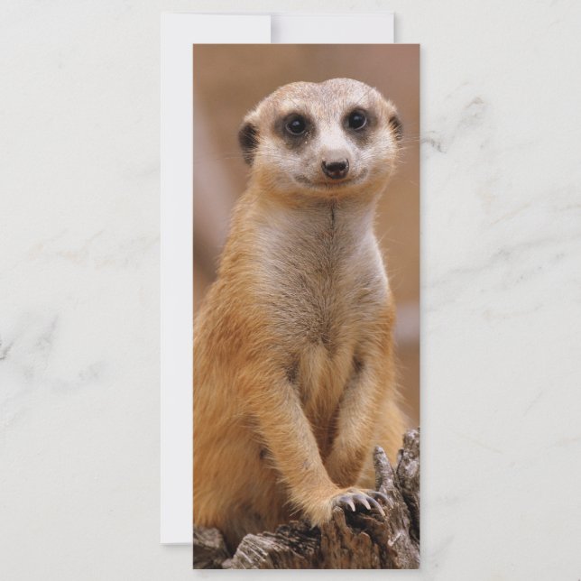 Posing Meerkat (Vorderseite)