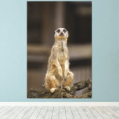 Posing Meerkat Leinwanddruck (Insitu (Holzboden))