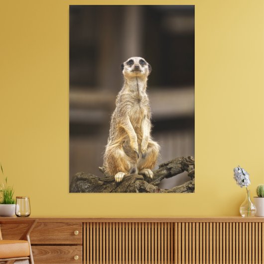 Posing Meerkat Leinwanddruck (Insitu (Wohnzimmer))