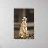 Posing Meerkat Leinwanddruck (Vorderseite)