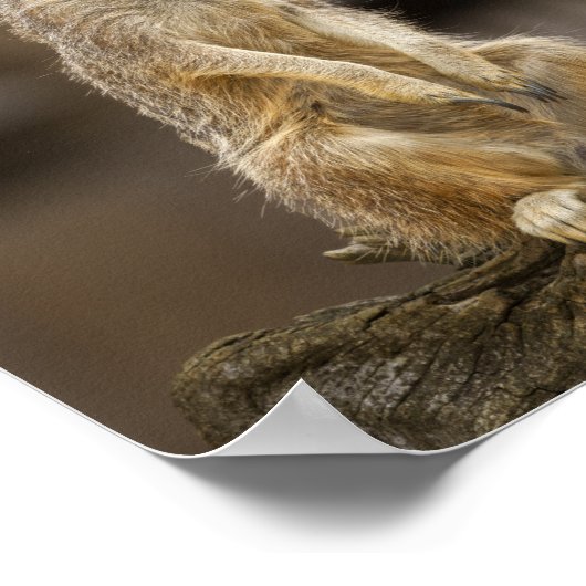 Posing Meerkat Poster (Ecke)
