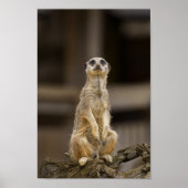 Posing Meerkat Poster (Vorne)