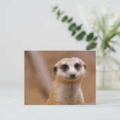 Posing Meerkat Postkarte (Stehend Vorderseite)
