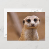 Posing Meerkat Postkarte (Vorne/Hinten)