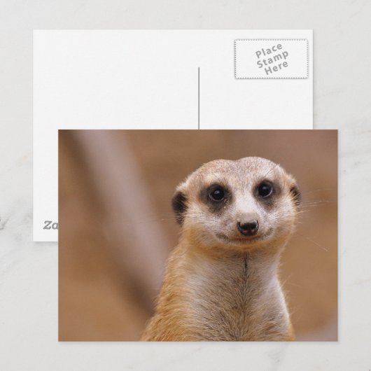 Posing Meerkat Postkarte (Vorne/Hinten)