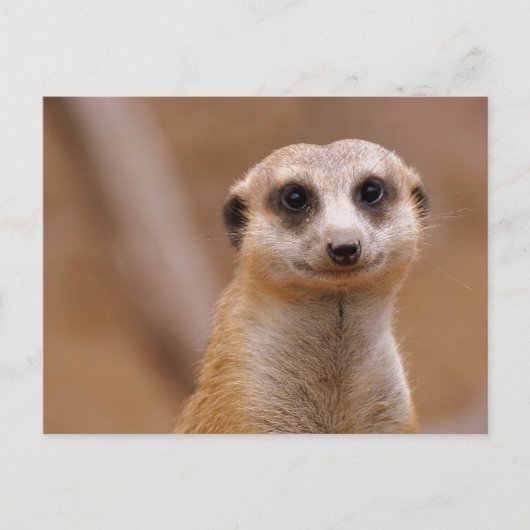 Posing Meerkat Postkarte (Vorderseite)