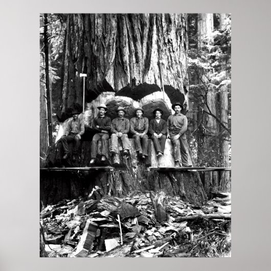 POSING mit einem GIANT REDWOOD c. 1889 Poster (Vorne)