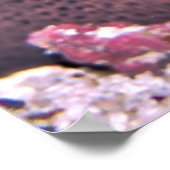 Posing Moray Poster (Ecke)