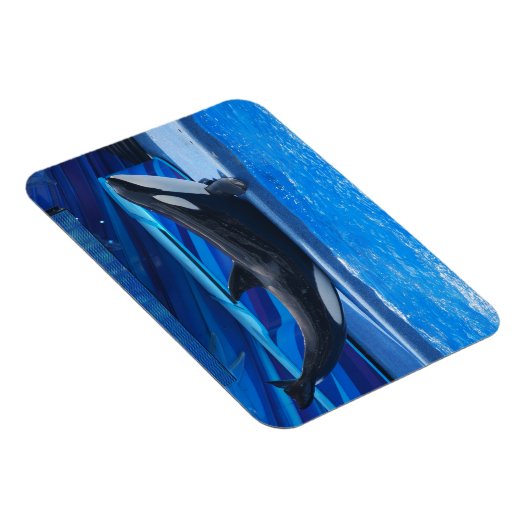 Posing Orca Flexible Magnet (Rechte Seite)