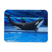 Posing Orca Flexible Magnet (Horizontal)