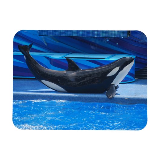 Posing Orca Flexible Magnet (Horizontal)
