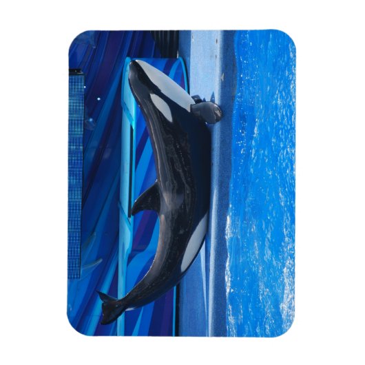 Posing Orca Flexible Magnet (Vertikal)