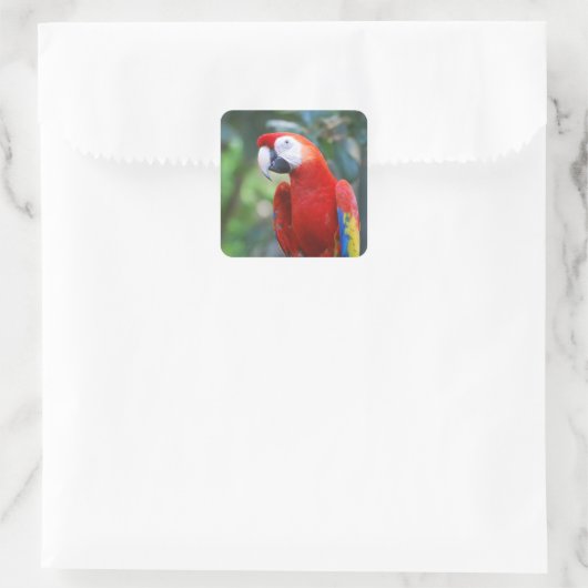 Posing Parrot Stickers (Tasche)