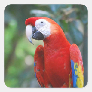 Posing Parrot Stickers