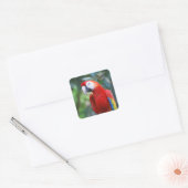 Posing Parrot Stickers (Umschlag)