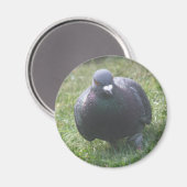 Posing Pigeon Magnet (Vorderseite/Rückseite)