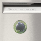 Posing Pigeon Magnet (In Situ (Geschirrspüler))