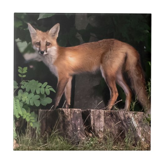 Posing Red Fox Fliese (Vorderseite)