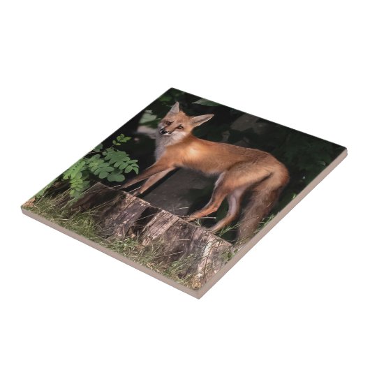 Posing Red Fox Fliese (Seite)