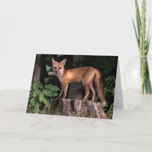 Posing Red Fox Karte