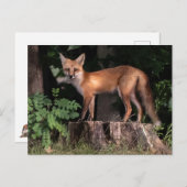 Posing Red Fox Postkarte (Vorne/Hinten)