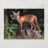 Posing Red Fox Postkarte (Vorderseite)