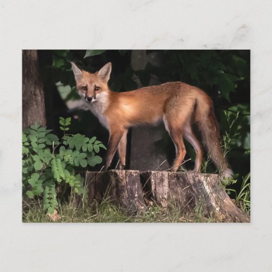 Posing Red Fox Postkarte (Vorderseite)