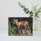 Posing Red Fox Postkarte (Stehend Vorderseite)