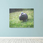 Posing Taube Canvas Print Leinwanddruck (Insitu (Holzboden))