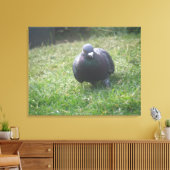 Posing Taube Canvas Print Leinwanddruck (Insitu (Wohnzimmer))