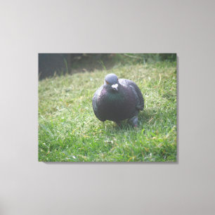 Posing Taube Canvas Print Leinwanddruck