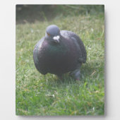 Posing Taube Plaque Fotoplatte (Vorderseite)