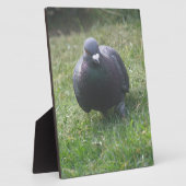 Posing Taube Plaque Fotoplatte (Seite)