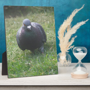 Posing Taube Plaque Fotoplatte