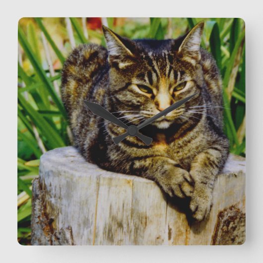 Position Cat Quadratische Wanduhr (Vorderseite)