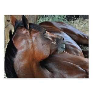 Positiv königlich fotodruck