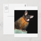 Possum in der Nacht Postkarte (Vorne/Hinten)