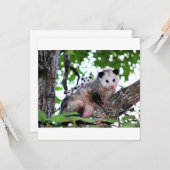 Possum, Mama und Babys Karte (Vorderseite/Rückseite Beispiel)