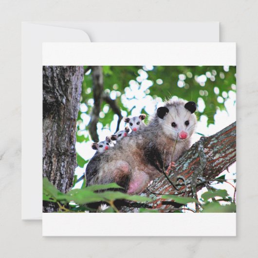 Possum, Mama und Babys Karte (Vorderseite)